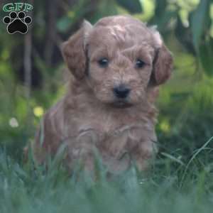 Ace, Mini Goldendoodle Puppy